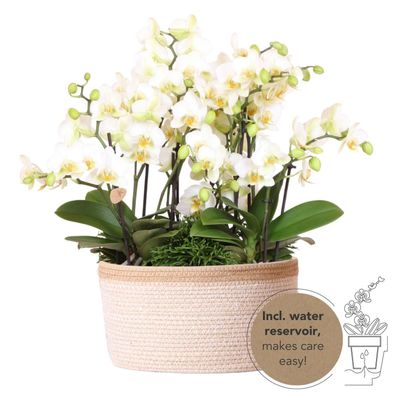 Kolibri Orchids | weißes Pflanzenset im Baumwollkorb inkl. Wassertank | drei weiße...