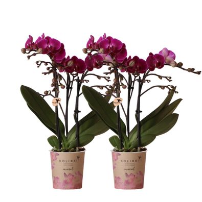 Kolibri Orchideen | COMBI DEAL von 2 lila Phalaenopsis Orchideen - Morelia - Topfg...