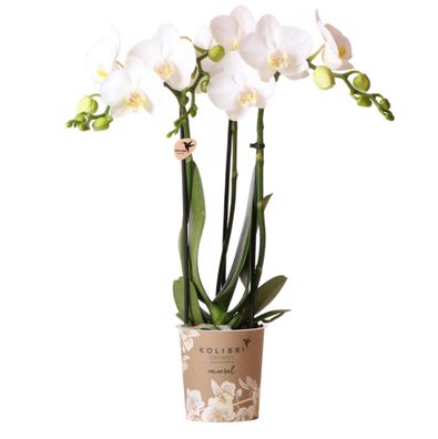 Kolibri Orchids | weiße Phalaenopsis-Orchidee - Amabilis - Topfgröße 9cm | blühend...