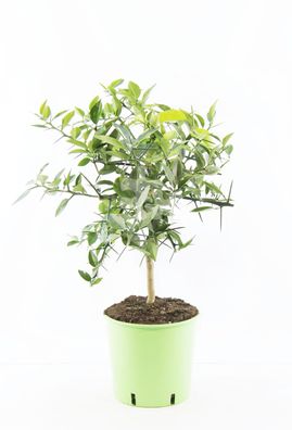 Citrus x junos - Yuzu 50-60 cm - Frostharte Zitrussorte bis -12°C - veredelt