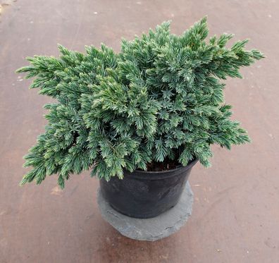 Zwergwacholder Juniperus squamata ´Blue Star´ 20-25 cm im 2 Liter Container