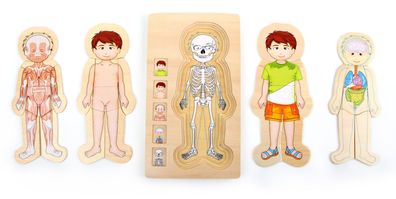 Schichtenpuzzle Anatomie Junge