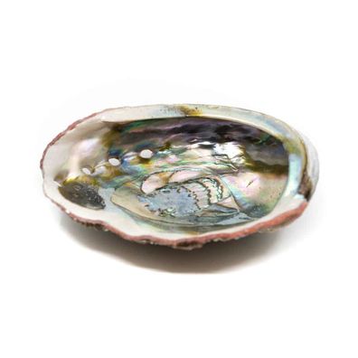 Abalone-Muschel- Groß - 90 bis 100 mm