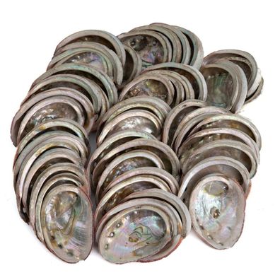 Abalone Muscheln aus Chile - 50 bis 100 mm - 1 KG (ca. 40 50 Muscheln)