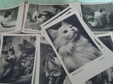 alte Postkarten AK D.T.V. DTV Echt Photographie schwarz-weiss Katzen Tiere - Auswahl