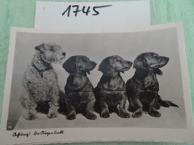 alte Postkarten AK D.T.V. DTV Echt Photographie schwarz-weiss Hunde Tiere - Auswahl