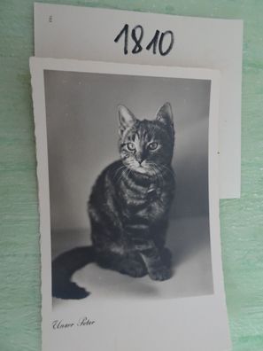 alte Postkarten AK "Fahne" schwarz-weiss Hunde Katzen Tiere & - Auswahl