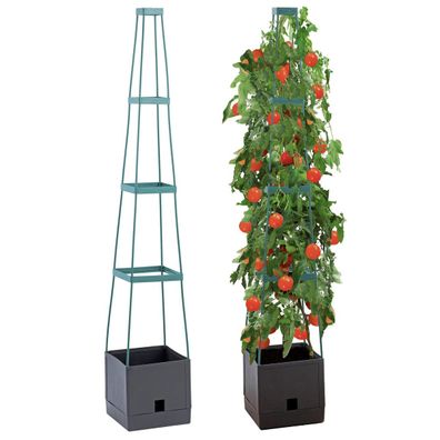 Pflanzentopf mit Tomatenstütze, Kletterpflanze, 150 cm