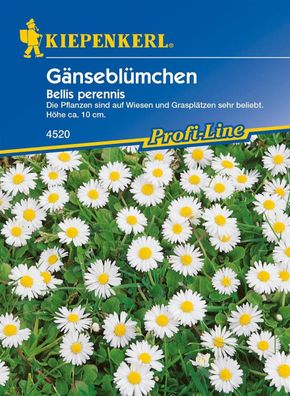 Gänseblümchen