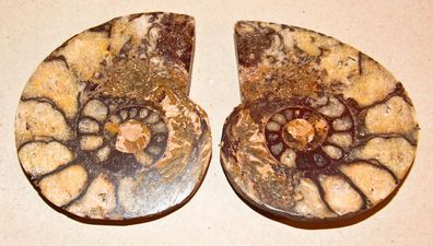 Groß - Ammonit mit Calcit - Fossilien - beide Teile - 8,9 cm; 208 g Madagaskar