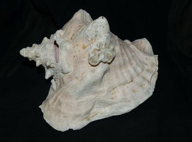 Gut erhaltene Riesenmuschel, Meeresschnecke - Fechtermuschel - 976 g - 18 cm