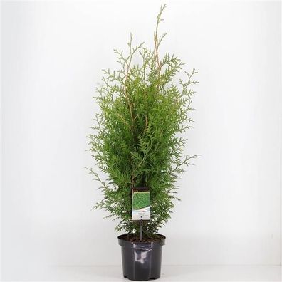 Lebensbaum Brabant 100-120 Thuja occidentalis Brabant Heckenpflanze - Koniferen