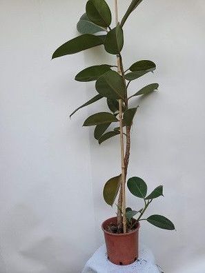 Ficus elastica Robusta - Gummibaum im 18 cm Topf