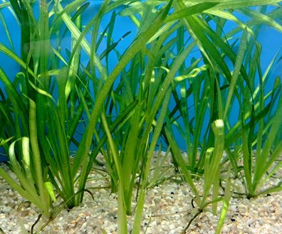 5x Vallisneria natans - Wasserschraube, Aquarium Pflanzen