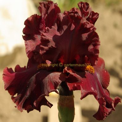 Schwertlilie Bart-Iris Red Skies