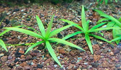 5x Zwergschwertpflanze - Helanthium bolivianum Quadricostatus, Aquarium Pflanzen
