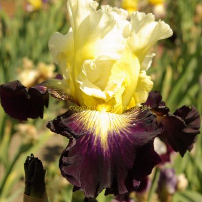 Schwertlilie Bart-Iris Aubigny Auld Alliance
