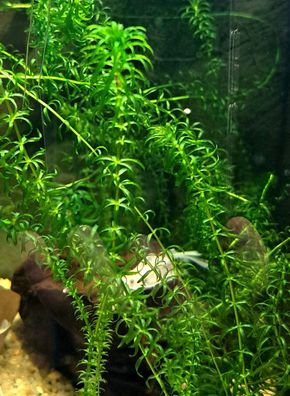 5x Nixkrautähnliche Wasserpest - Egeria najas, Aquarium Pflanzen