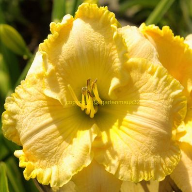 Taglilie Hemerocallis Blush Of Spring