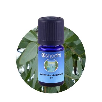 Oshadhi Eukalyptus staigeriana 10ml bio vegan ätherisches Öl 100% naturrein