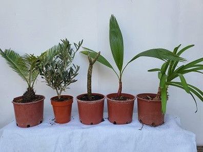 5 verschiedene Mediterrane Pflanzen
