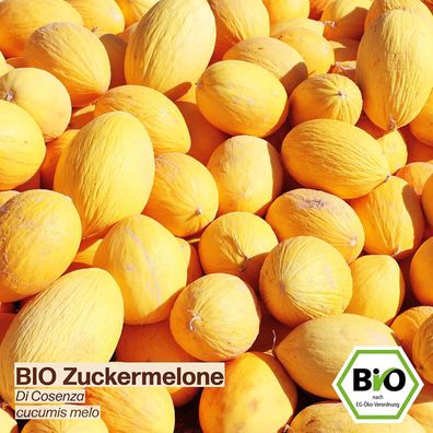 BIO Zuckermelonen Samen Di Cosenza Süße Honigmelone Melone Gelb 10 Samen Samenfestes