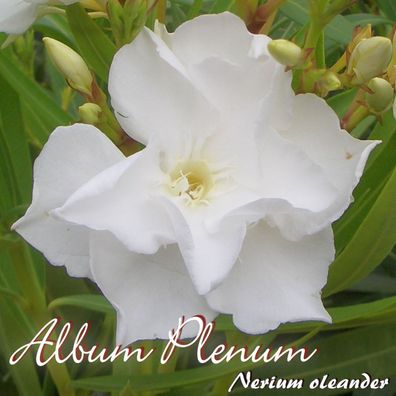 Oleander "Album Plenum" - Nerium oleander - Größe C08