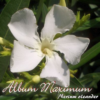 Oleander "Album Maximum" - Nerium oleander - Größe C08