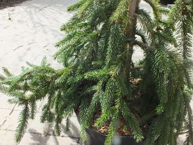 Trauer-Hängefichte ca. 100 cm - Picea abies 'Inversa' - säulenförmiger Wuchs