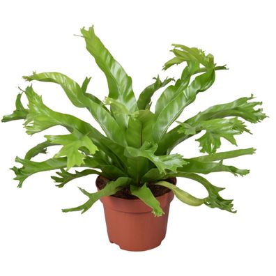 Asplenium nidus Crissie Topf 12 cm Ø Nestfarn - Luftreinigende Zimmerpflanze