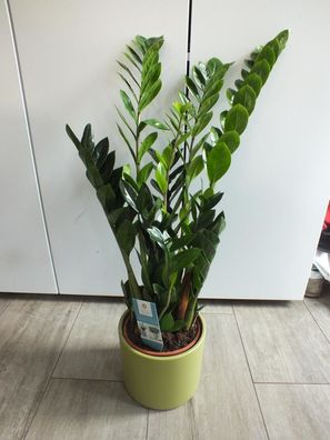 Zamioculcas incl. Keramikübertopf ca. 80 cm Zamiifolia Glücksfeder Zimmerpflanze