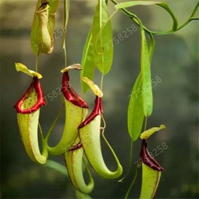 100 Stück Dionaea Muscipula Giant Clip Venusfliegenfalle Topfpflanze Bonsai Fliegensc