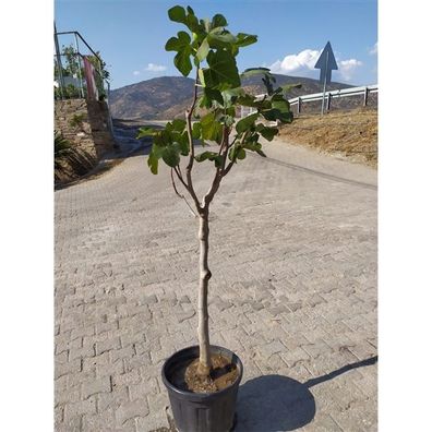 Feigenbaum Ficus carica Gota de Miel ca 100 cm kräftiger Stamm Obstbaum