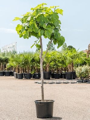 Feige Brown Turkey Baum 160-200 cm - Ficus carica kräftiger Stamm - Feigenbaum