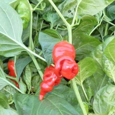Penis Chili Rot 10 Samen (Peter-Pepper) "Der Blickfang Im Garten" >>>Eignet Sich Herv