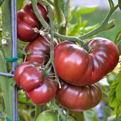 Tomate - Black Krim 10 Samen -Super Süße Dunkle Fleischtomate-