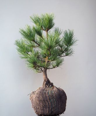 Blaue Zirbel-Kiefer Pinus cembra ´Compacta Glauca´ 25 - 30 cm im Container