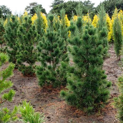 Zirbelkiefer - Arve- Pinus cembra 25 - 30 cm im Container oder mit Ballen