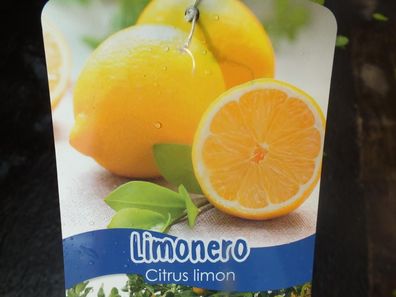 Zitronenbaum 130-150 cm - Citrus limon Fino 49 / Mesero - Stämmchen ohne Früchte