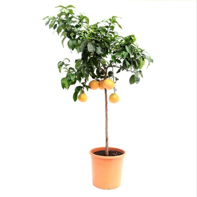 Citrus paradisi ´Star Ruby´ Stämmchen 130-150 cm - Rote Grapefruit Zitruspflanze