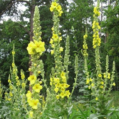 Großblütige Königskerze - Verbascum densiflorum - Arzneipflanze mit großen Blüten