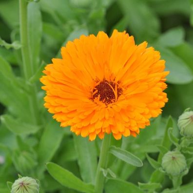 Echte Ringelblume - gefüllte, tief orange Blüten - Calendula officinalis