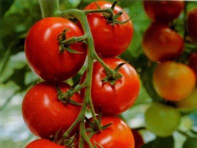Tomate - Harzfeuer F1 Hybrid - legendär - platzfest - krankheitsresistent - 10 Samen