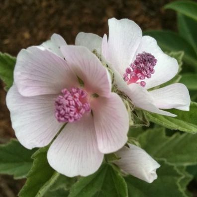 Echter Eibisch - Althaea officinalis - mehrjährige, frostharte Zierpflanze - Gewürz-