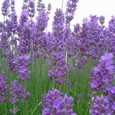 Lavendel - Bienenweide - Lavendula angustifolia - 500 Samen