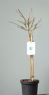 Zwerg-Kugelamberbaum Stämmchen Stammhöhe ca. 40 cm Liquidambar styraciflua ´Gum Ball´