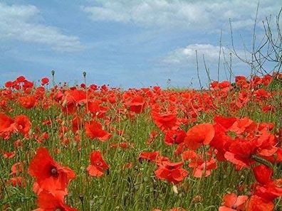 Echter Klatschmohn 2500 + + Samen, Papaver -