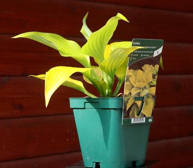 Gelbblattfunkie ´Coast to Coast‘ - Hosta cultorum - Funkie - Blattschmuckstaude