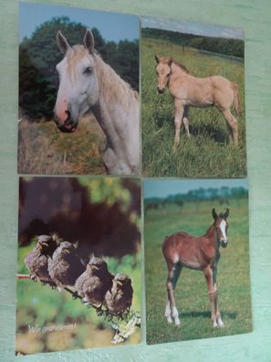alte Postkarten Groh Fotokunst West Germany Tiere Pferde Fohlen Vögel