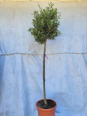 Olea europaea im 25 cm Topf, Olivenbaum, Copa,